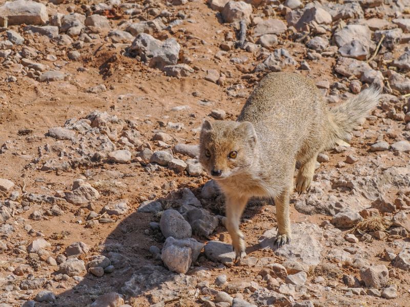  Yellow mongoose 104
