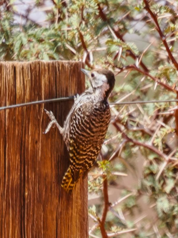Yellowtailed woodpecker 133
