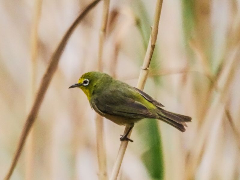 Cape white-eye 1407