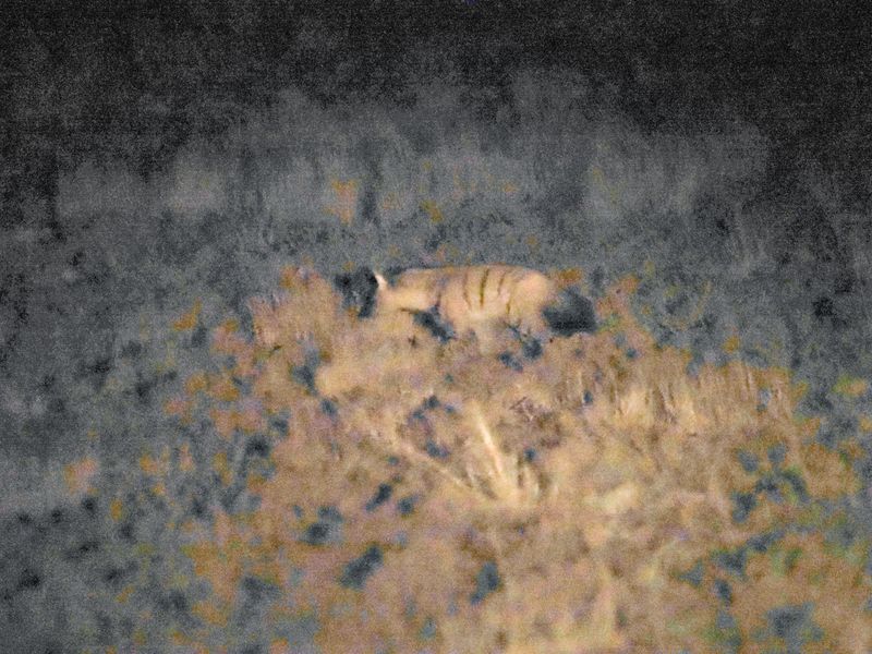 Aardwolf 451