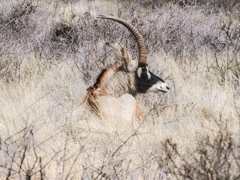 Roan 156