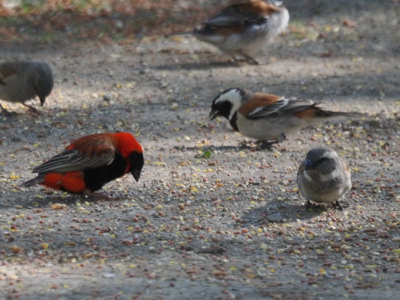 Southern Red bishop 612