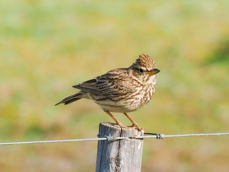 Rufous naped lark 375