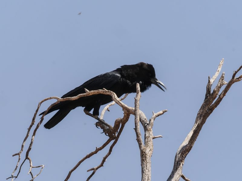 Cape crow 689