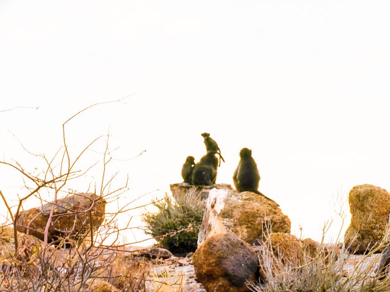 Baboon 413