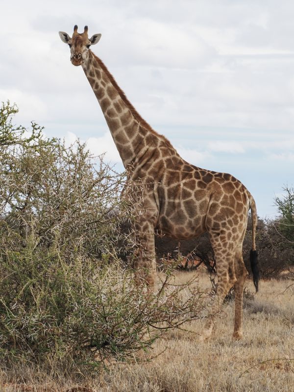 Giraffe 185