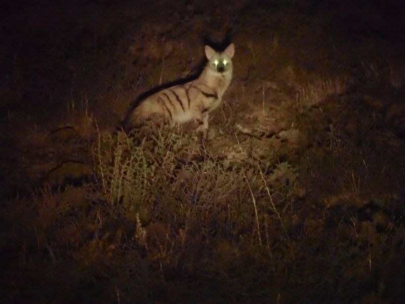 Aardwolf 1036