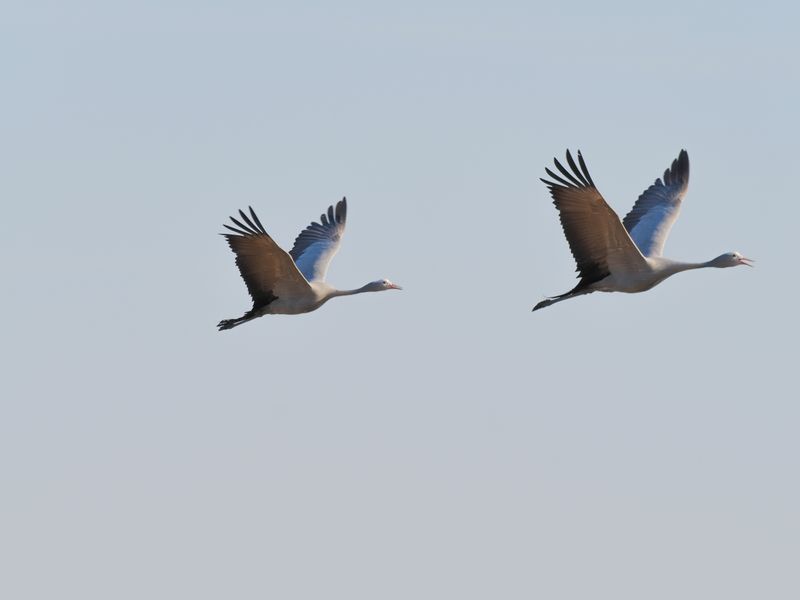 Blue crane 231