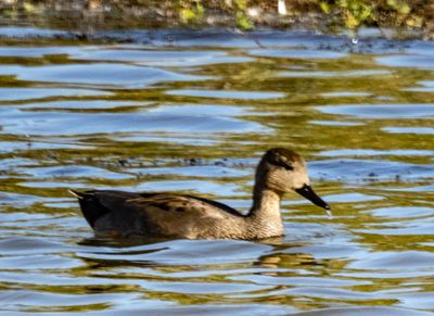 Gadwall 046