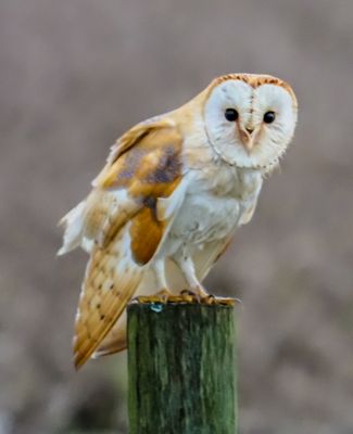 Barn Owl 201