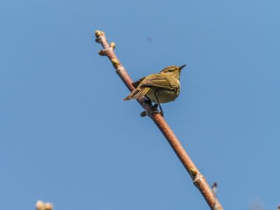 chiffchaff 263