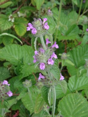 Clinopodium vulgare 01942