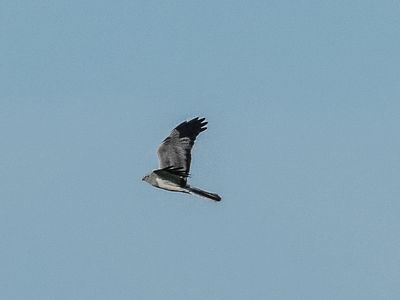 Hen Harrier 0155