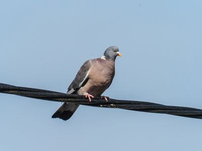 woodpigeon 22