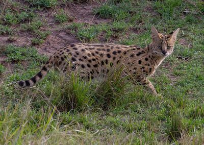 Small African Cats