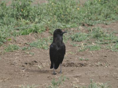 Cape crow #1783.jpg