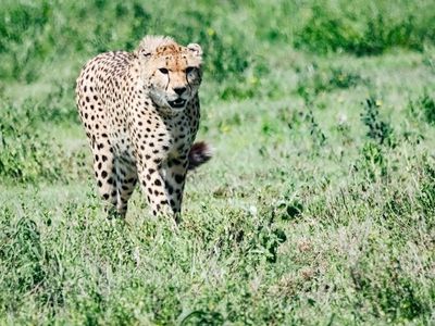 Cheetah 017.jpg