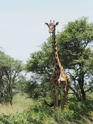 Giraffe 0744.jpg