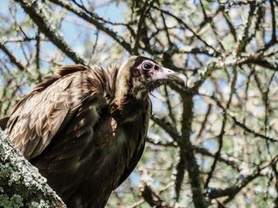 Hooded vulture 370.jpg