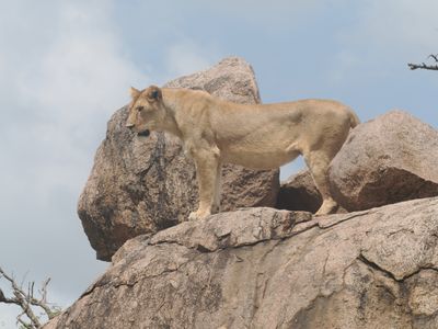 Lion 971.jpg