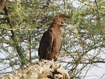 Long crested eagle 076.jpg