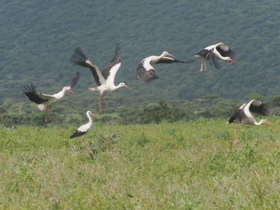 white storks1367.jpg