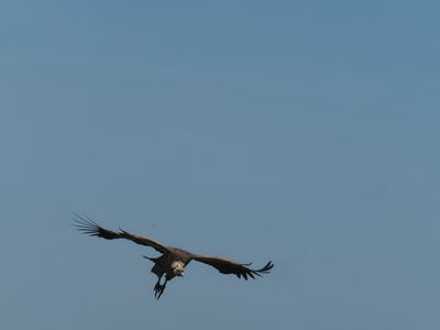 Whitebacked vulture 125.jpg