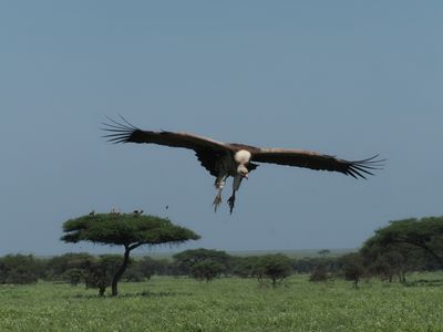 Whitebacked vulture 132.jpg