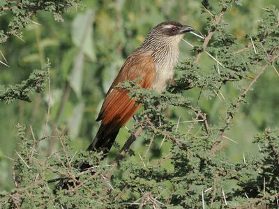 White browed coucal 0552
