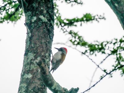 Grey woodpecker 1691.jpg