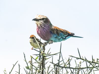 Roller and cisticola 672.jpg