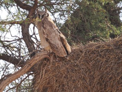 Giant Eagle owl 34.