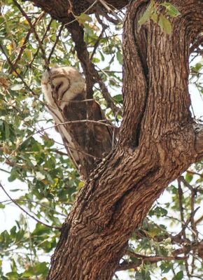 Barn owl 227