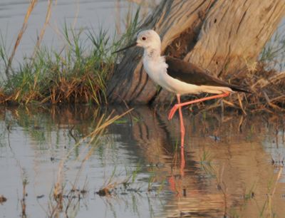 Blackwinged stilt 538