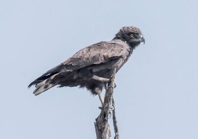 Brown snake eagle 407
