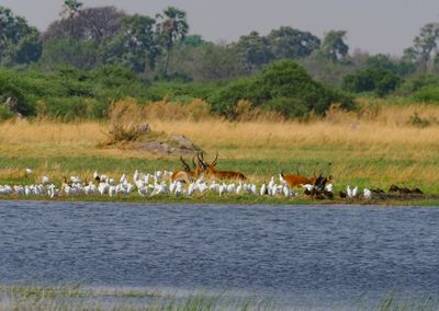 Egrets 415