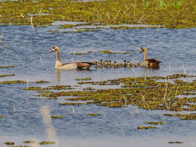 Egyptian geese 423