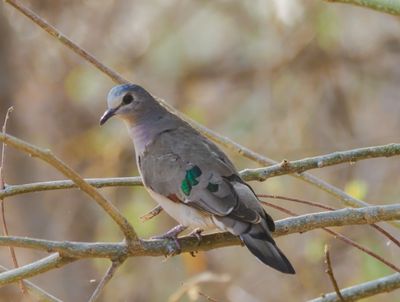 Emerald spotted dove 767