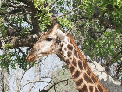 Giraffe 552
