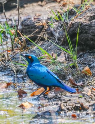 Greater blueeared glossy starling 422