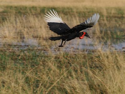 Ground hornbill 922-Edit.tif