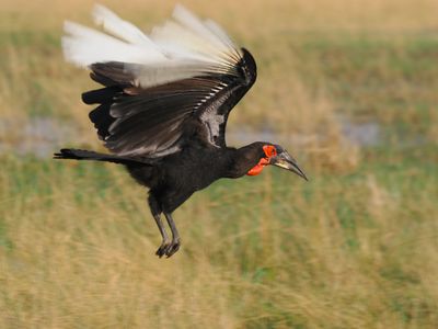 Ground hornbill 946-Edit.tif