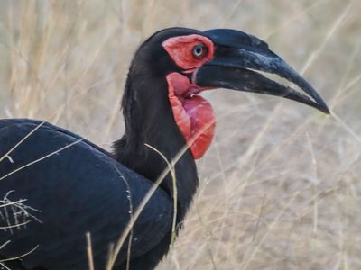 Ground hornbill663-Edit.tif
