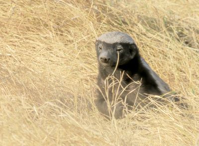 Honey badger 855-Edit.tif