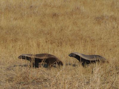 Honey badger 904-Edit.tif