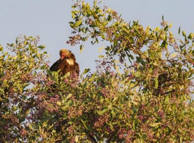 Hooded Vulture2892-Edit.tif