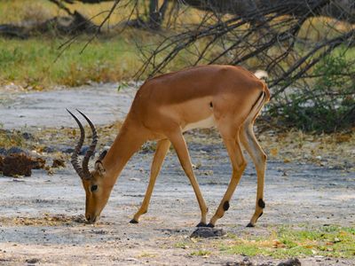 Impala 753-Edit.tif