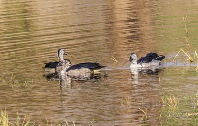 Knob bill duck 238-Edit.tif