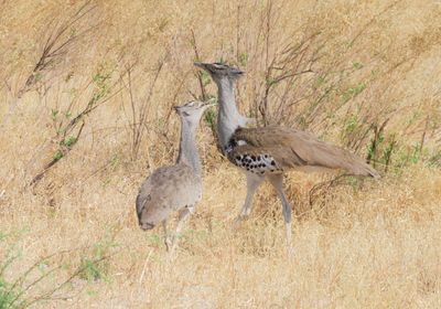 Kori bustard 566-Edit.tif