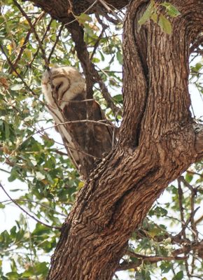 Barn owl 227-Edit-Edit.tif